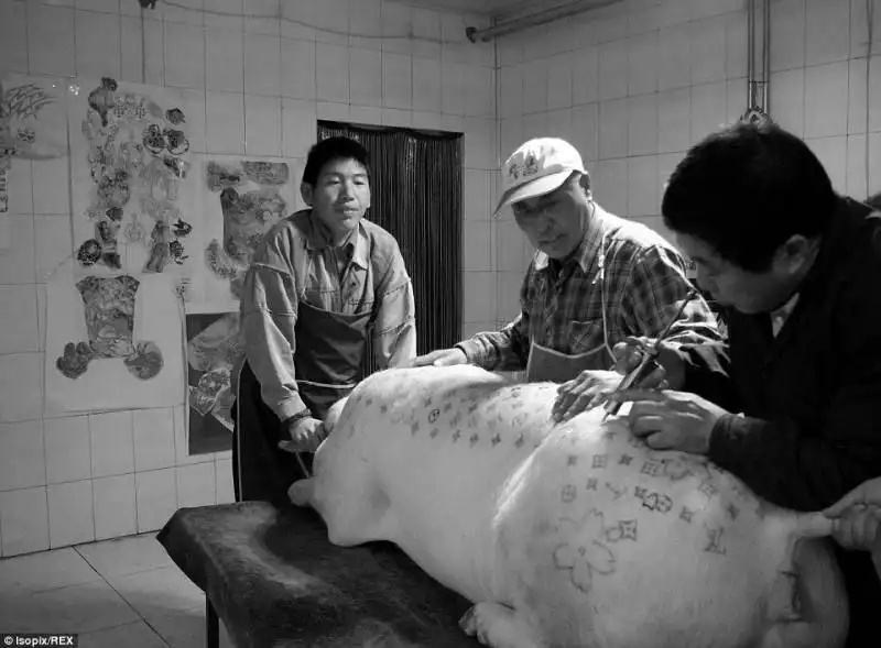 tatuatori di maiali in cina