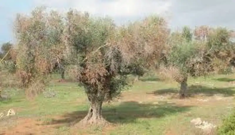 ULIVI MALATI XYLELLA 2