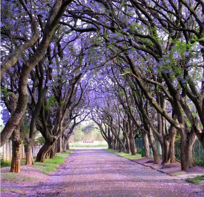 violette in sudafrica