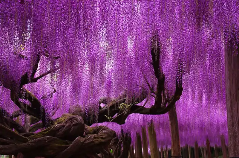 wisteria, giappone