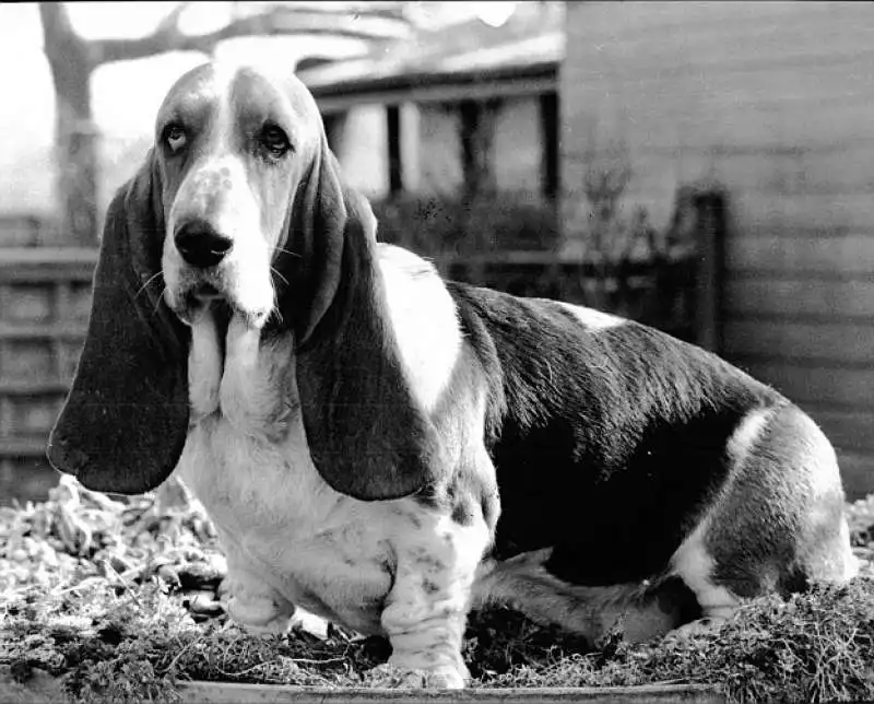 basset hound oggi