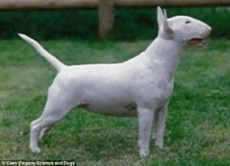 bull terrier oggi