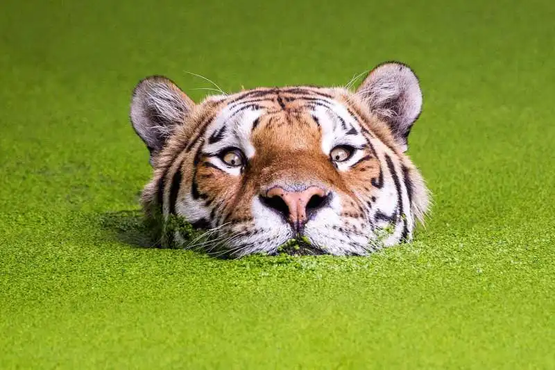 la tigre che sbuca dall acqua photoshop  1 