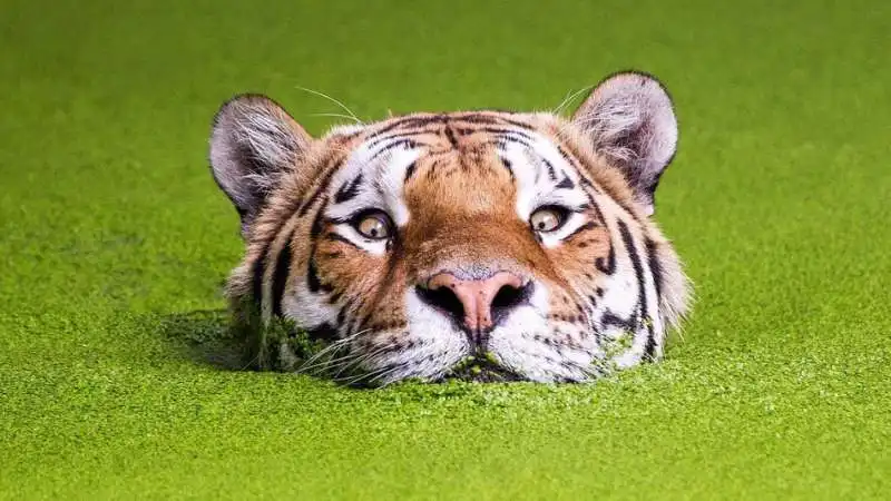 la tigre che sbuca dall acqua photoshop  14