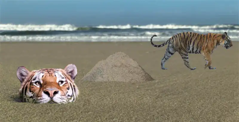 la tigre che sbuca dall acqua photoshop  8