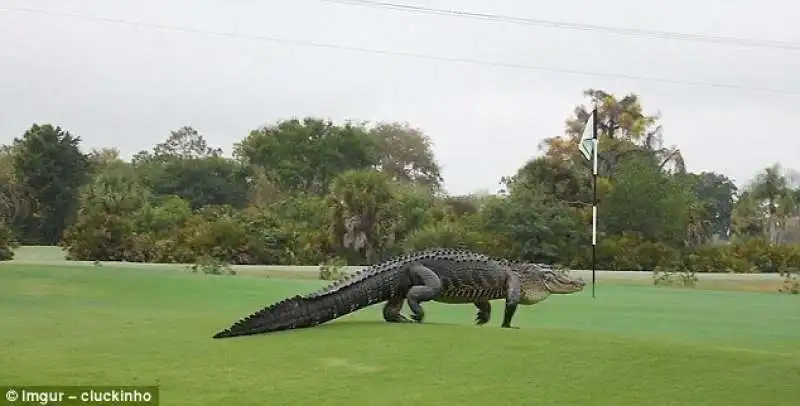 alligatore nel campo da golf