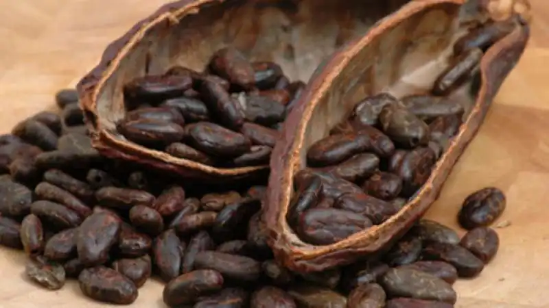 CACAO