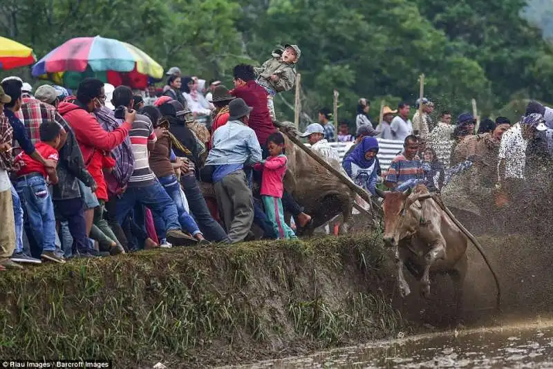 festa fine stagione del riso in indonesia