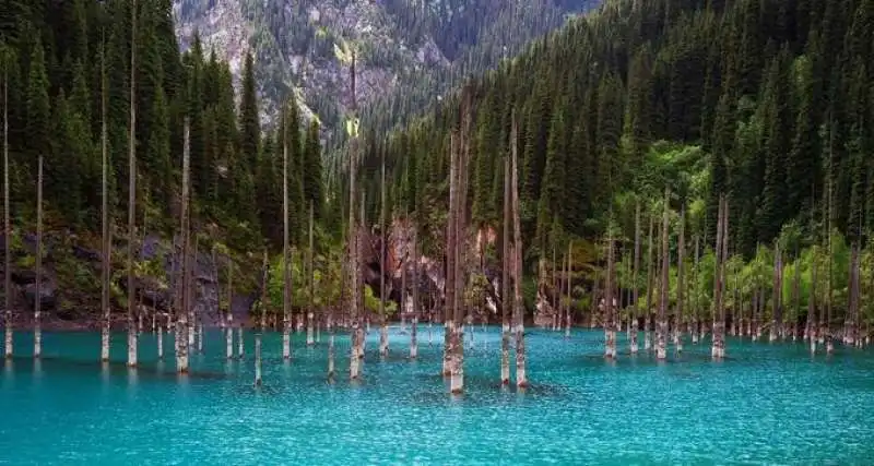 FORESTA SOMMERSA LAGO ALPINO KAZAKISTAN