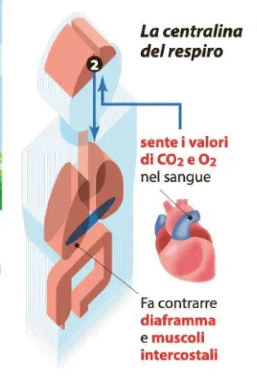 LA FORZA DEL RESPIRO  