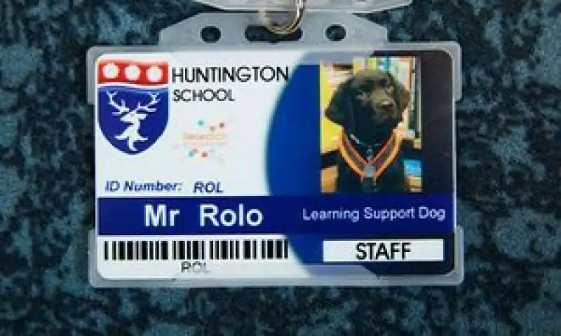 LEARNING SUPPORT DOG 