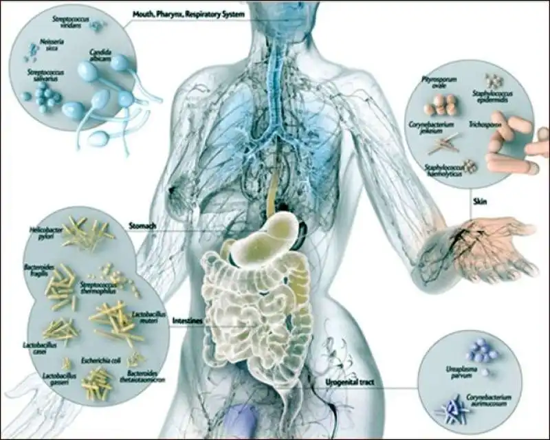 microbiota