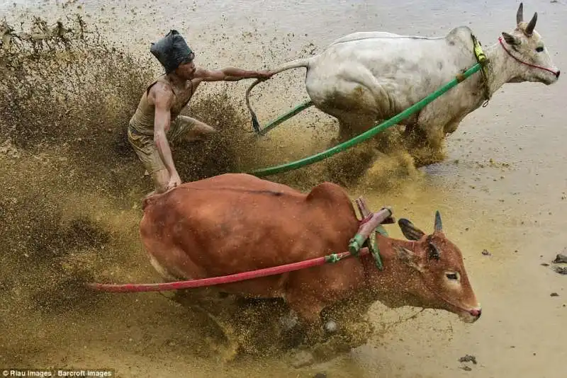 pacu jawi festival