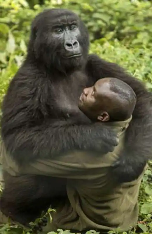 andre' e i gorilla  2