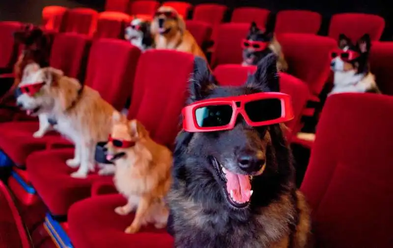 CANI AL CINEMA