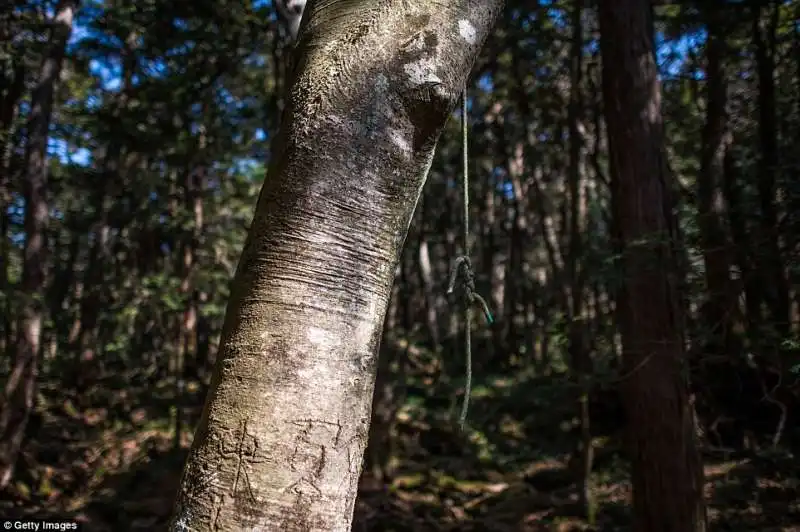 foresta suicidi giappone 16