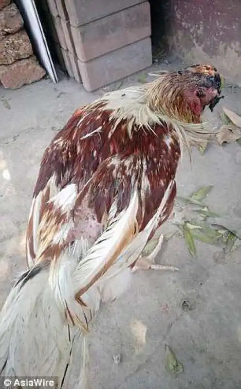 il pollo decapitato 3