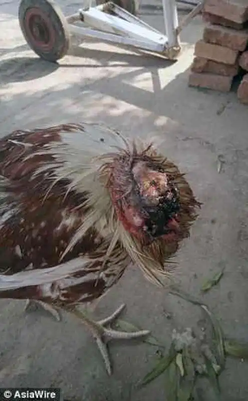 il pollo decapitato 4