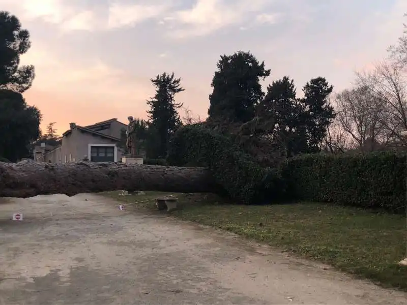 Alberi decaduti a Roma