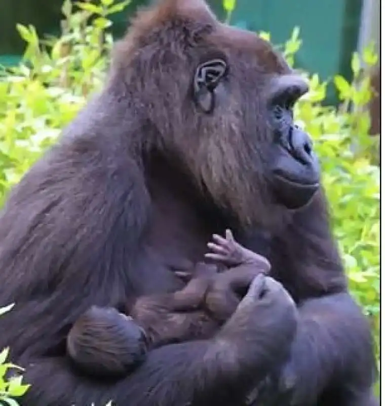 baby gorilla 1