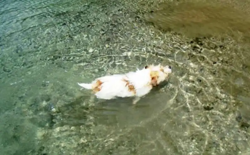 cane fa il bagno nel lago 5