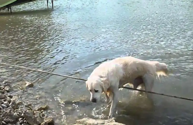 cane fa il bagno nel lago 8