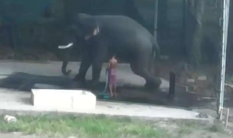 elefante uccide custode 1