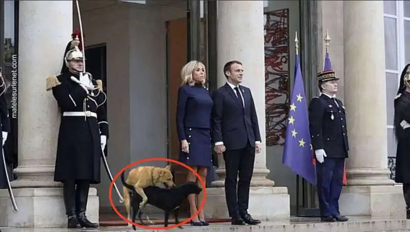 IL CANE DI MACRON FA SESSO DAVANTI A TUTTI