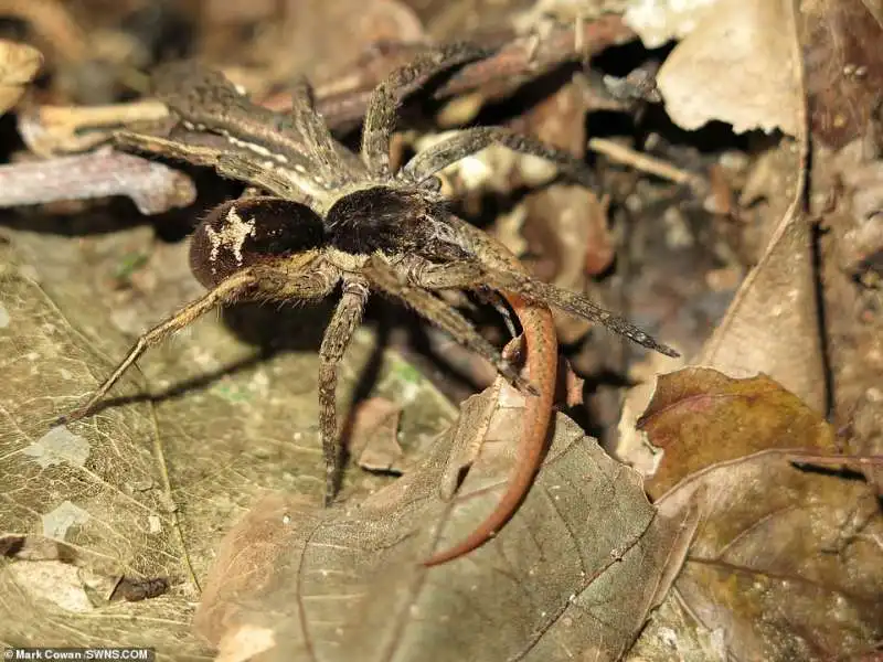 ragno mangia lucertola