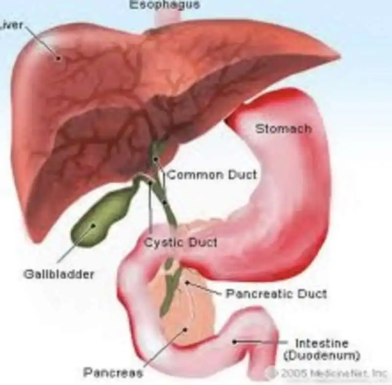 tumore al pancreas 10