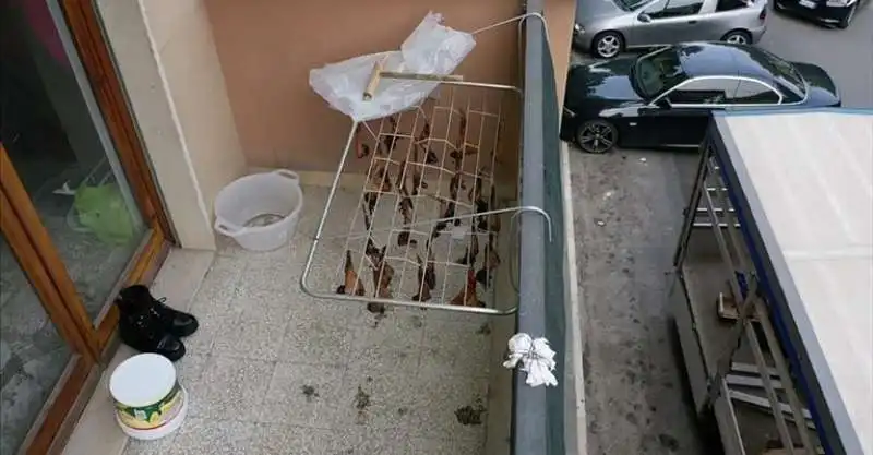 animali messi a essiccare in balcone a trani 3