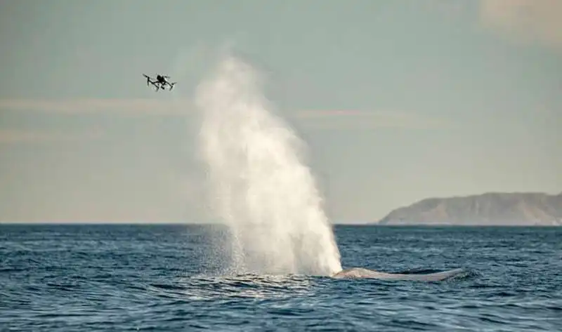 balena vista da un drone 8