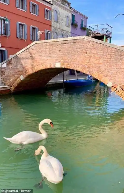 cigni a venezia 1