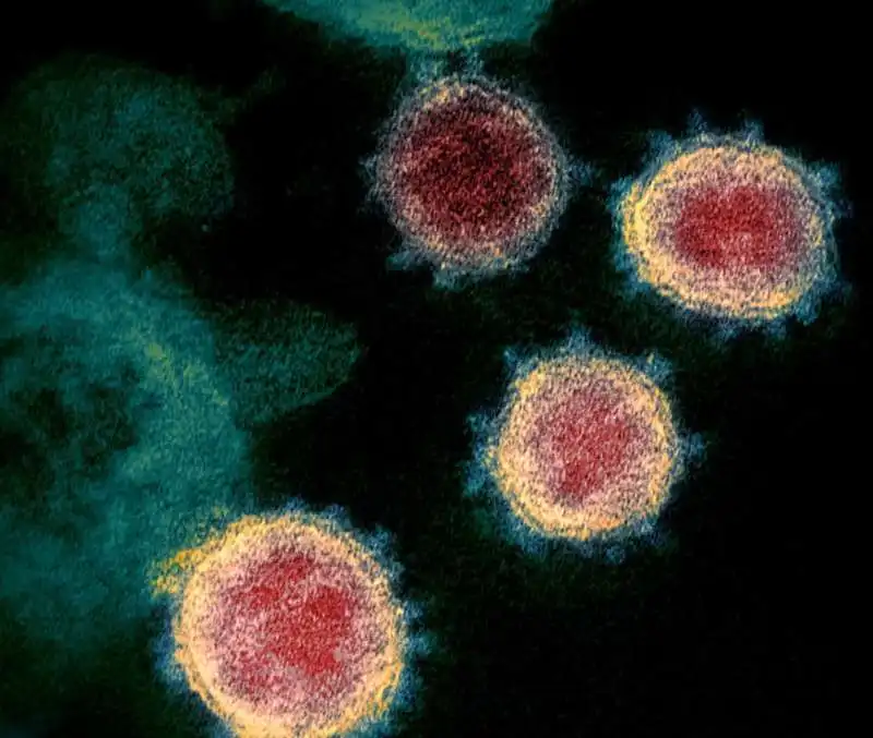 coronavirus al microscopio 4