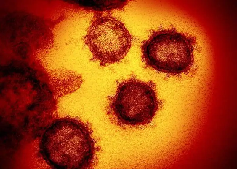 coronavirus al microscopio 6