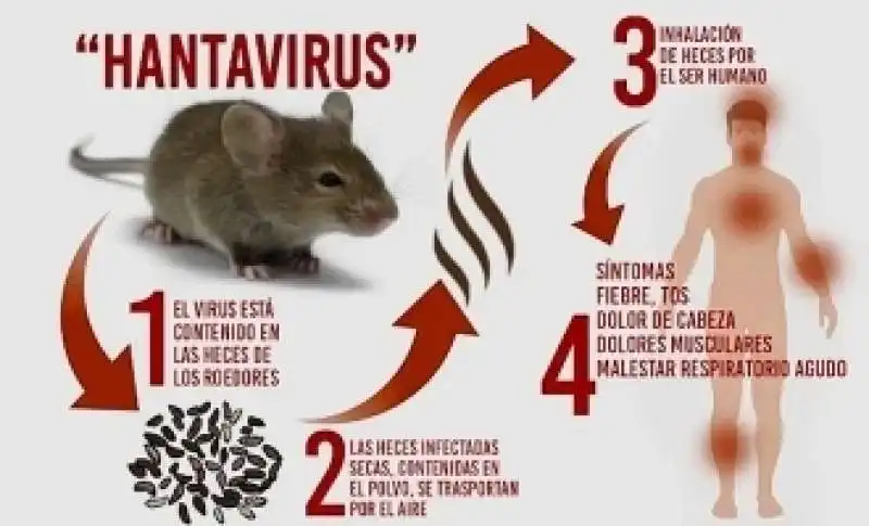 hantavirus 3