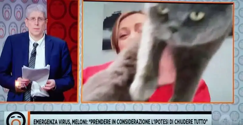 il gatto gi giorgia meloni 2