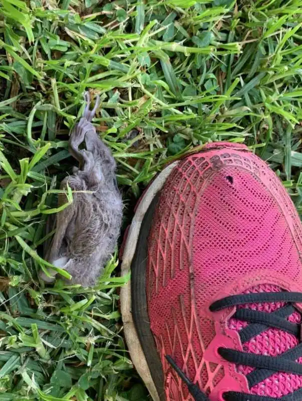 pipistrelli morti israele 1