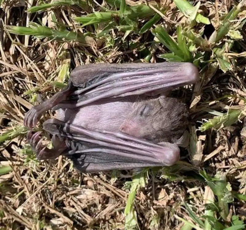 pipistrelli morti israele 4