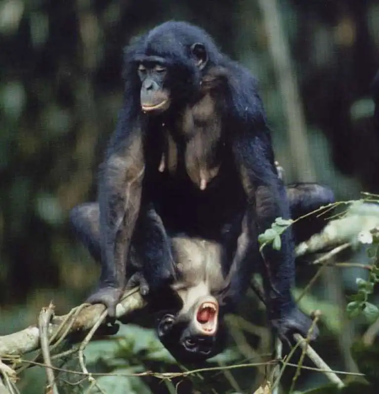 femmina dei bonobo