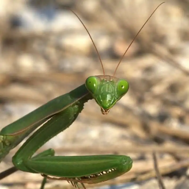 la mantide religiosa