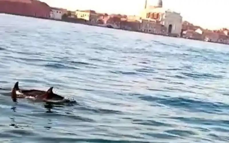 LE FOTO DEI DELFINI A VENEZIA