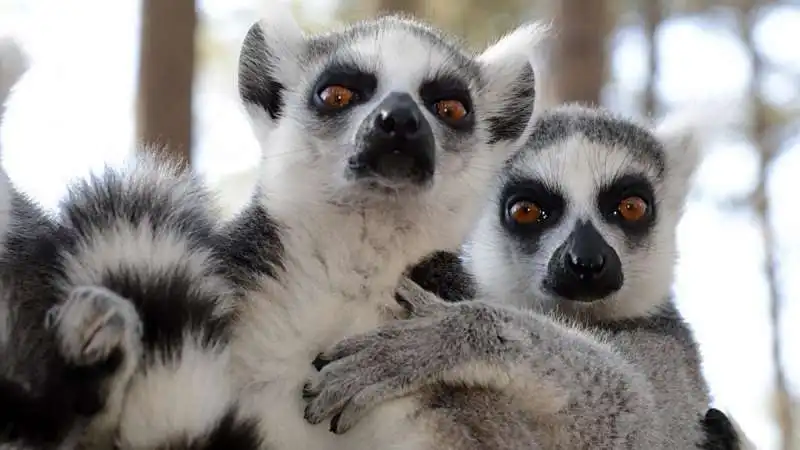 lemuri