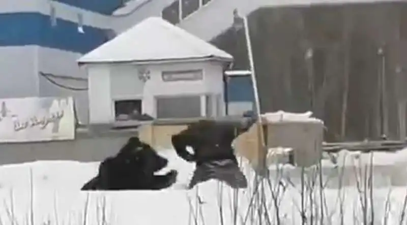 orso insegue un uomo in siberia 2