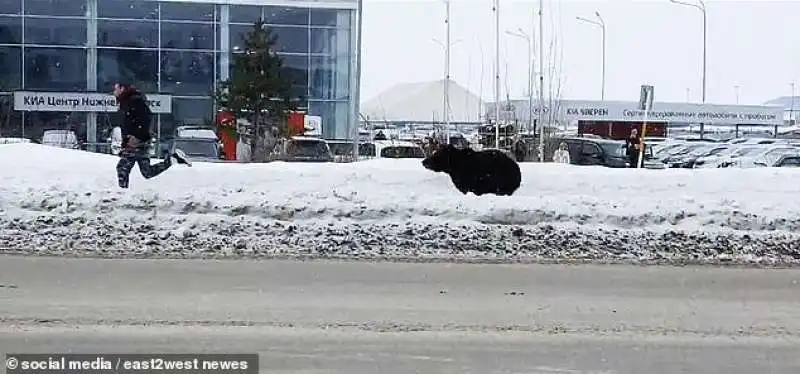 orso insegue un uomo in siberia 5