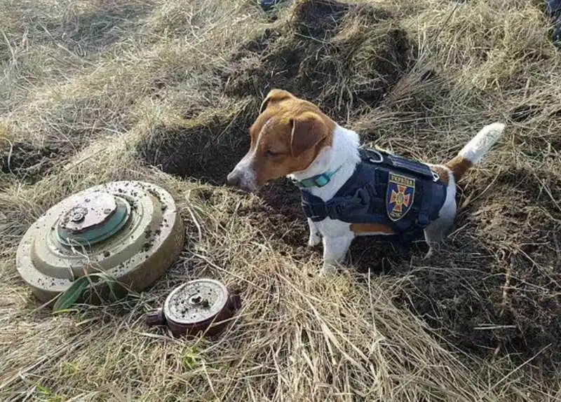 cane in mezzo alle bombe