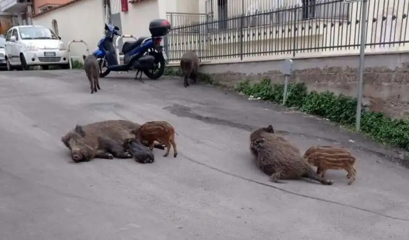 cinghiali allattano i piccoli a roma nord