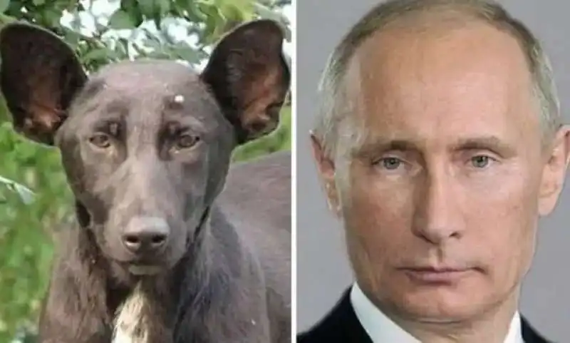 IL CANE CHE SOMIGLIA A PUTIN