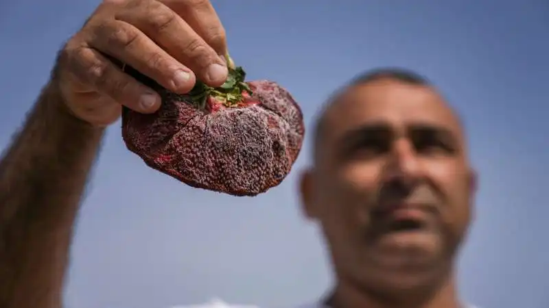 la fragola piu grande del mondo 