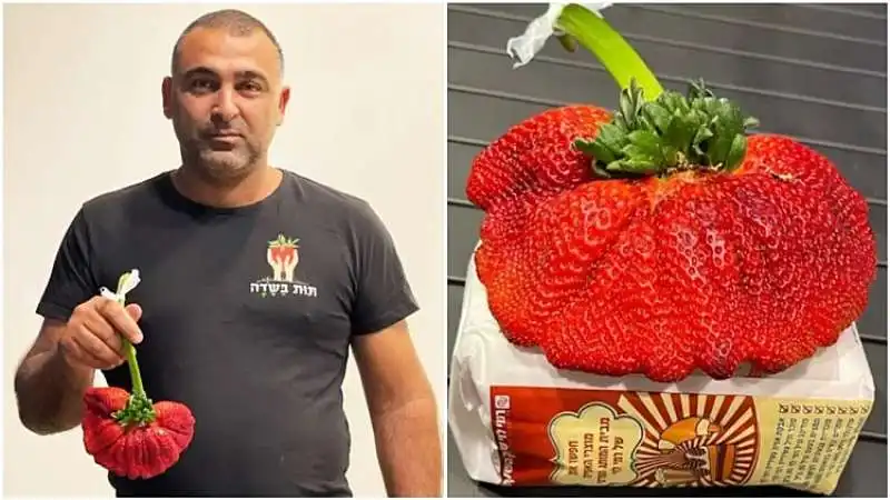 la fragola piu grande del mondo 